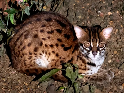 ジャワヤマネコ