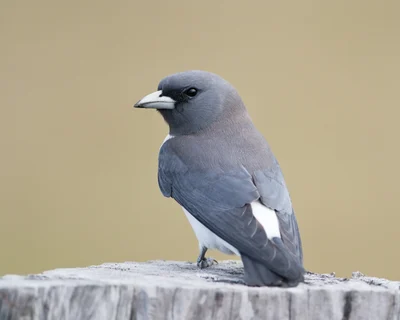 White-breasted Wood-Swallow