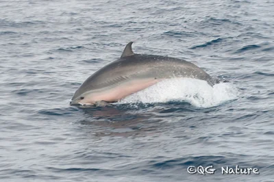 Fraser's Dolphin