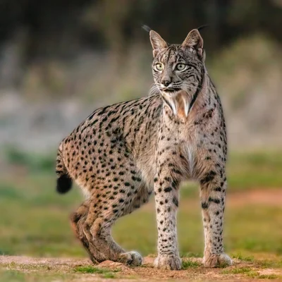 スペインオオヤマネコ