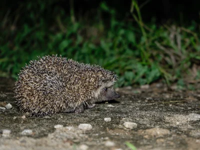 ムナスベハリネズミ