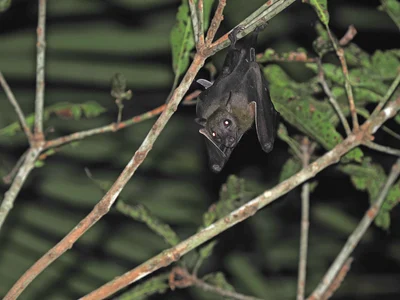 Dobsonia peronii