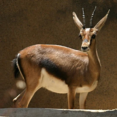 エドミガゼル