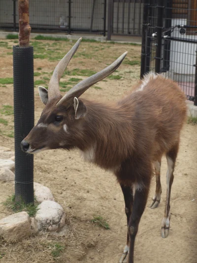 シタツンガ