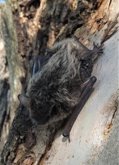 パラグアイホオヒゲコウモリ