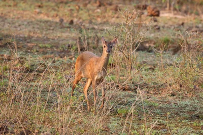 Mazama gouazoubira