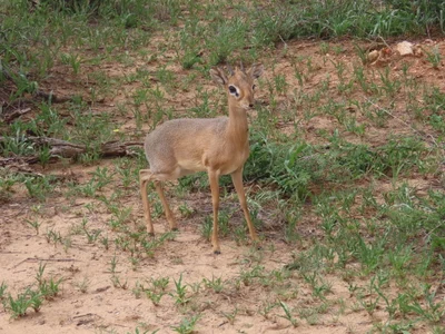 Madoqua damarensis