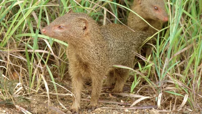 Galerella sanguinea