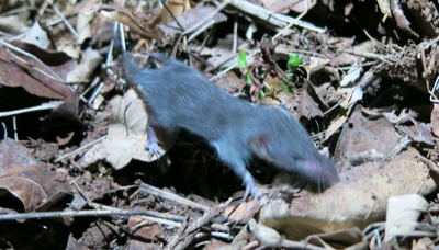 Suncus lixa