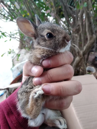 メキシコワタオウサギ