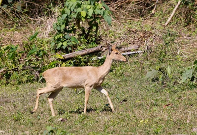 Rucervus eldii