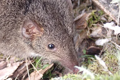 Antechinus mimetes