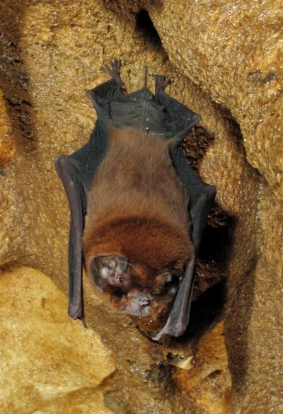 Mormoops blainvillei