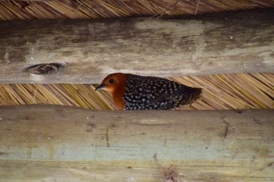 Buff-spotted Flufftail