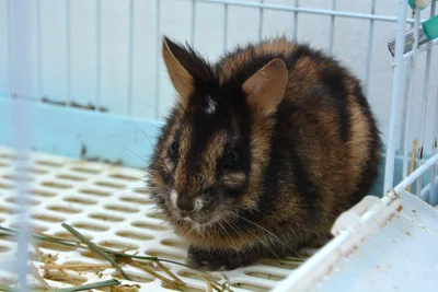アンナンシマウサギ