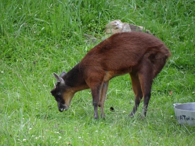 Mazama rufina