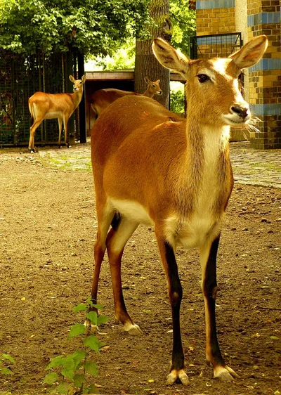 Kobus kafuensis