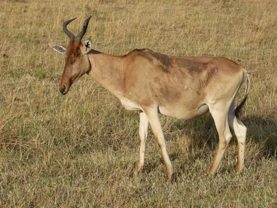 Alcelaphus cokii