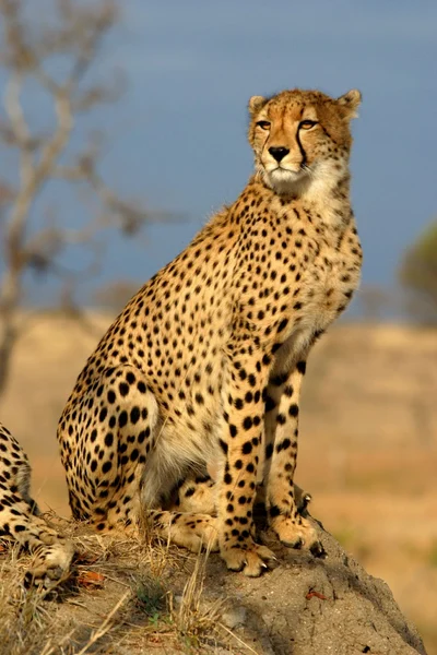 チーター