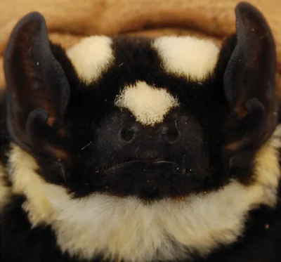 Glauconycteris superba