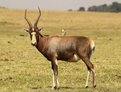 Damaliscus phillipsi