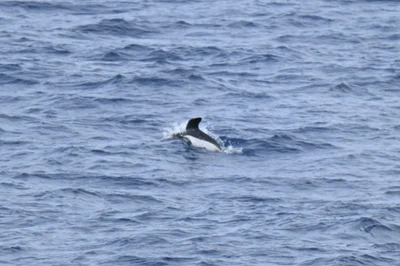 Hourglass Dolphin
