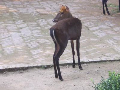 マエガミホエジカ
