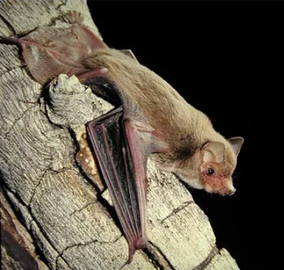 Setirostris eleryi