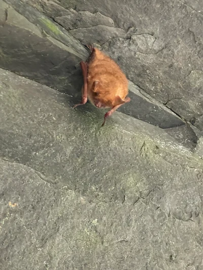 ウェルウィッチュホオヒゲコウモリ