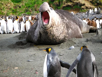 ミナミゾウアザラシ