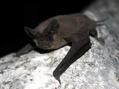 メキシコオヒキコウモリ