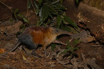 Rhynchocyon udzungwensis