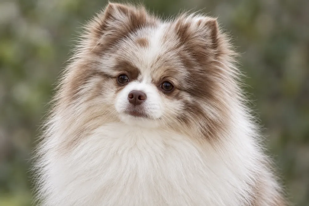 Chocolate Merle · AI-generated reference image. It will be replaced when a real photograph is found.