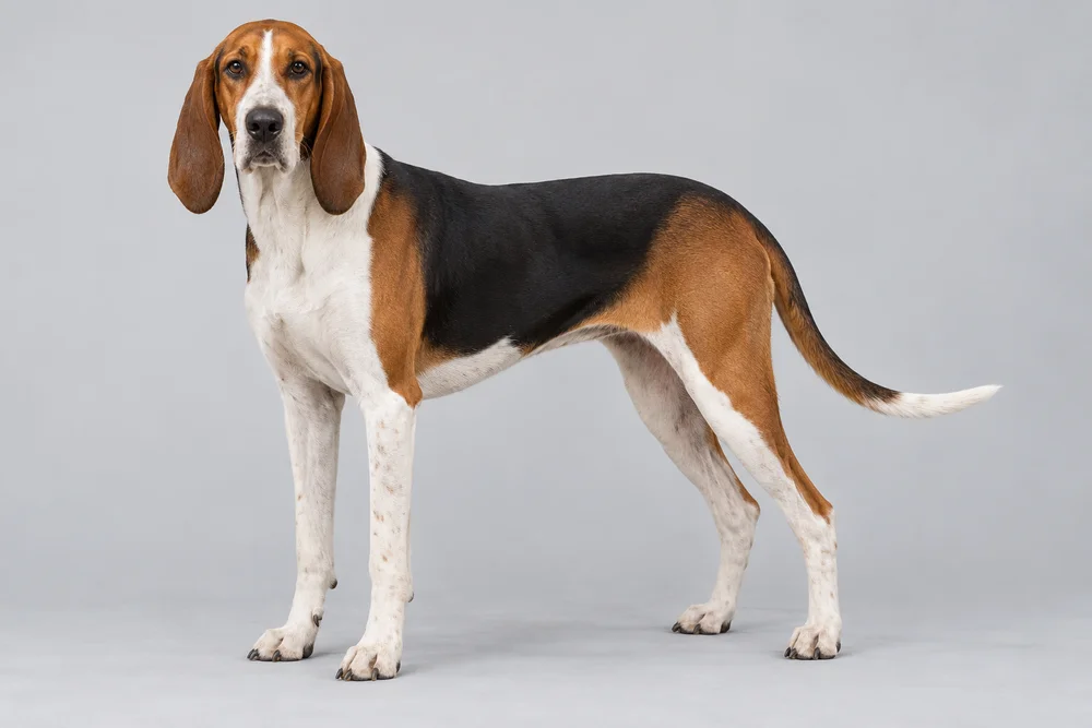 French Tricolour Hound · AI-generated reference image. It will be replaced when a real photograph is found.