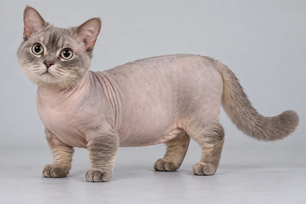 Minskin · AI-generated reference image. It will be replaced when a real photograph is found.