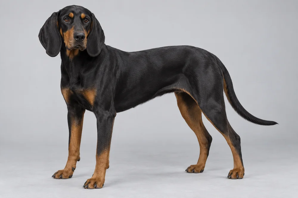 Montenegrin Mountain Hound · AI-generated reference image. It will be replaced when a real photograph is found.