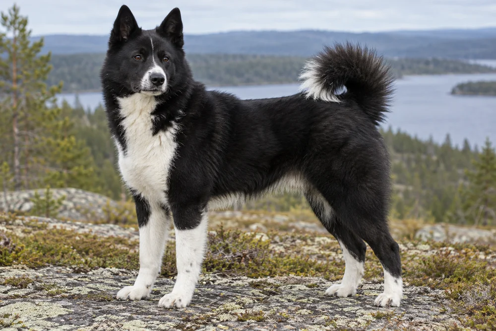 Russian-European Laika · AI-generated reference image. It will be replaced when a real photograph is found.