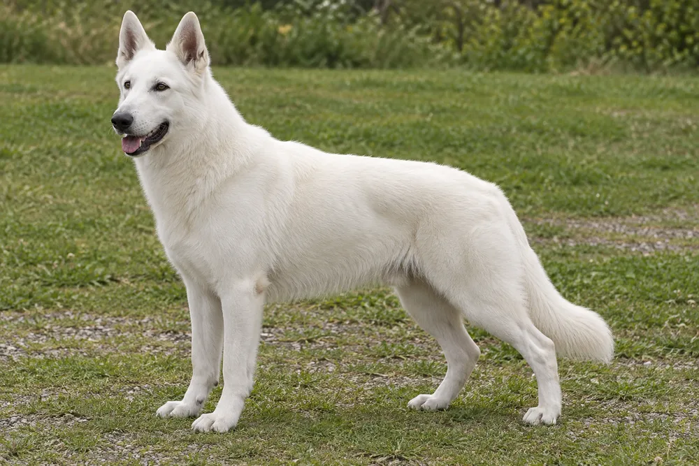 White w/Black Nose · AI-generated reference image. It will be replaced when a real photograph is found.