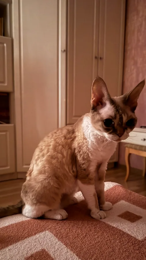 Devon Rex