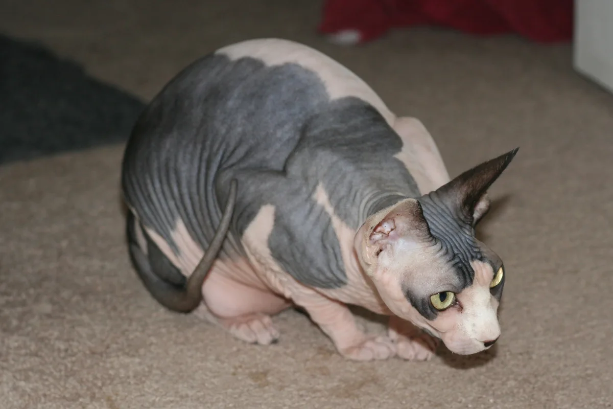 Sphynx