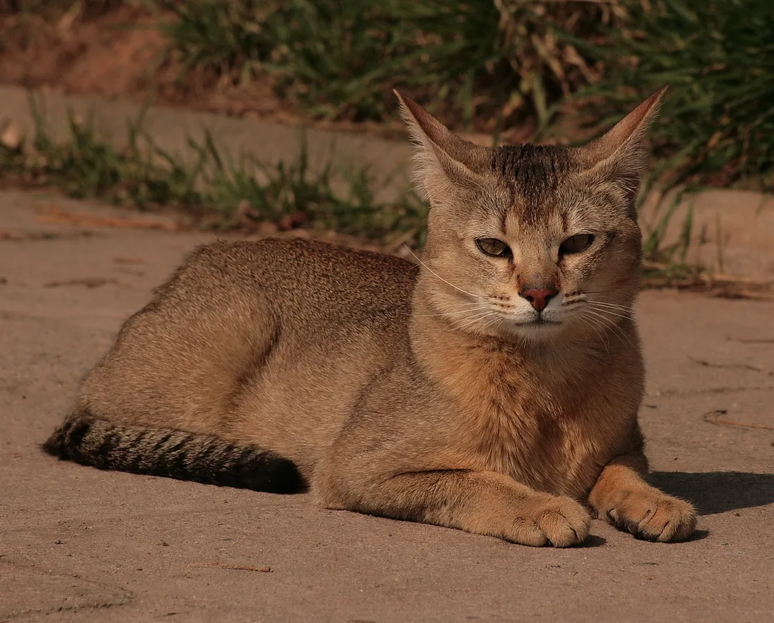 チャウシー