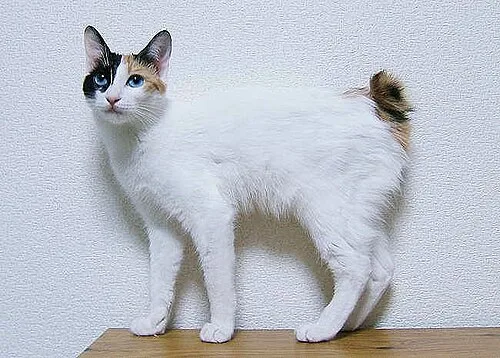 三毛