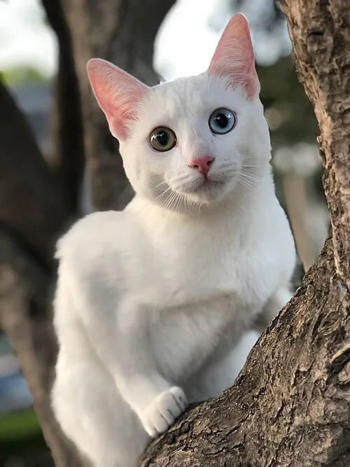 白