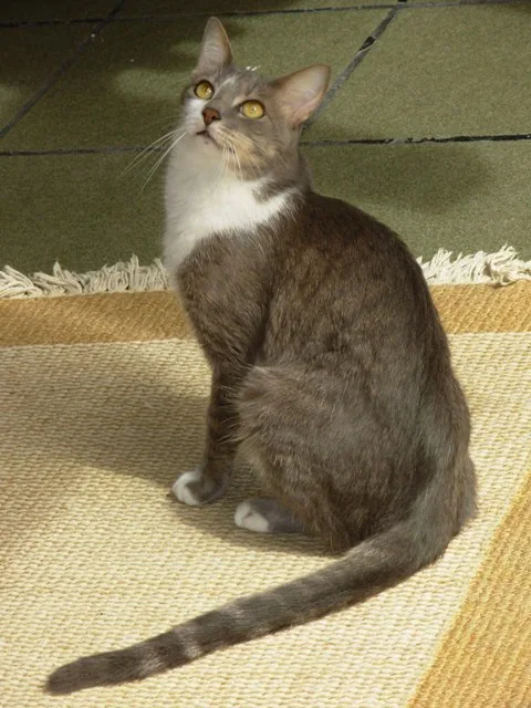 ブラジリアン・ショートヘア