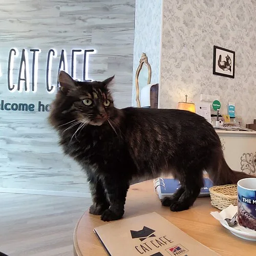 品種を限定しない猫（長毛）