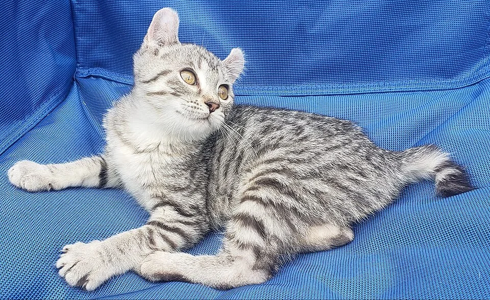 Highlander Shorthair