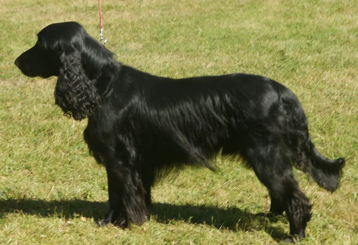 Field Spaniel
