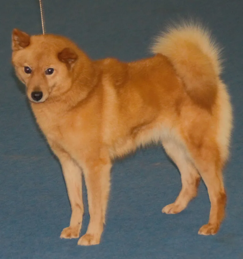 Finnish Spitz