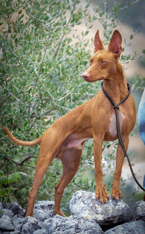 Cirneco Dell'Etna