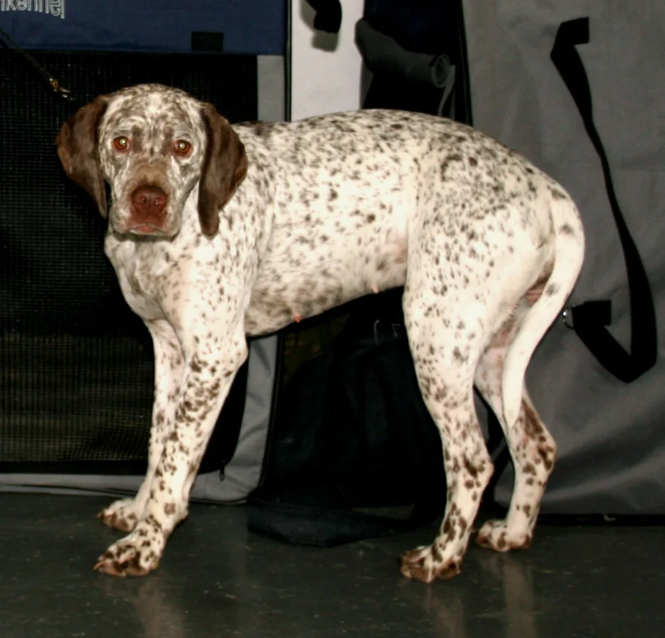 ブラク・デュ・ブルボネ